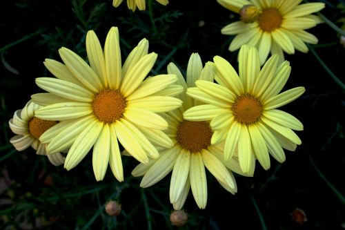 daisy flower bloom