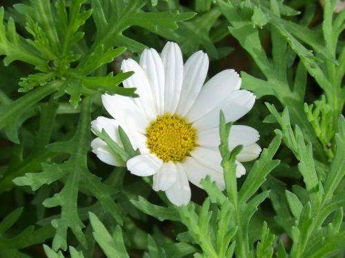 daisy detail flower