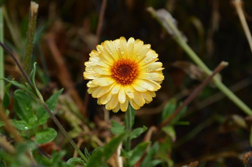 daisy raindrop flower