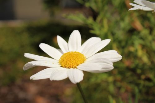 daisy nature glower