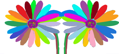 daisy flowers colourful flowers