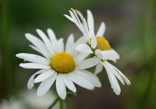 daisy leaf nature