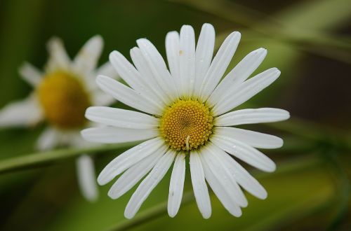 daisy leaf nature