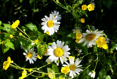 daisy wild flowers