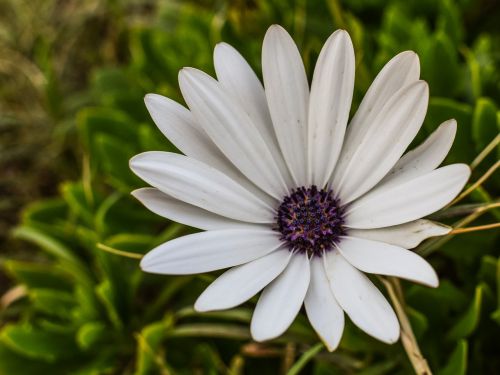 daisy flower white