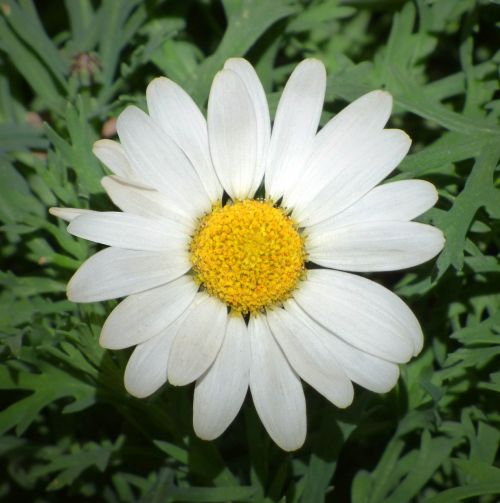 daisy petals flower