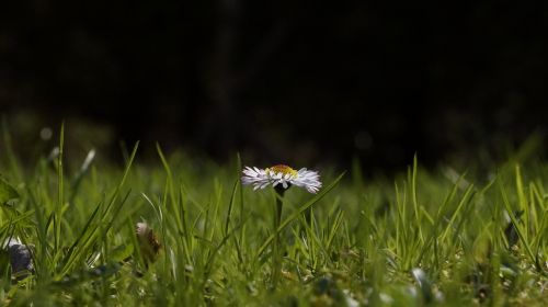 daisy grass summer