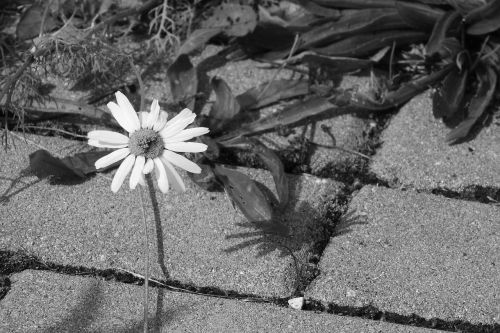 daisy flower on a sidewalk black and white