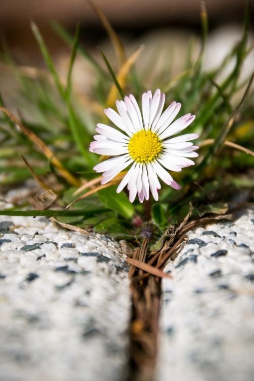 daisy flower yellow