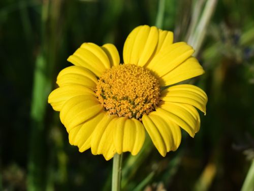 daisy yellow flower
