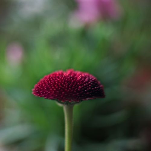 daisy flowers garden