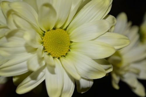 daisy flower petal