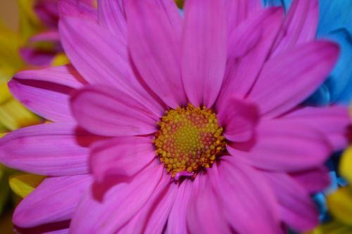 daisy flower plant