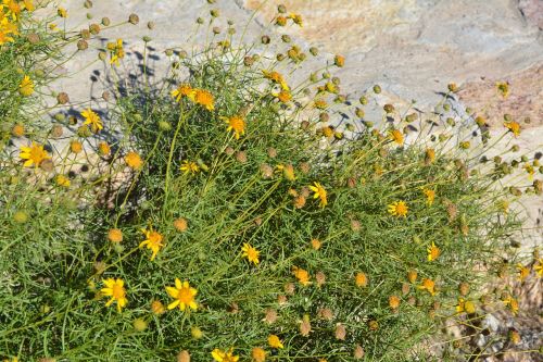 daisy floral plants