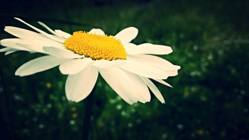 daisy flower white