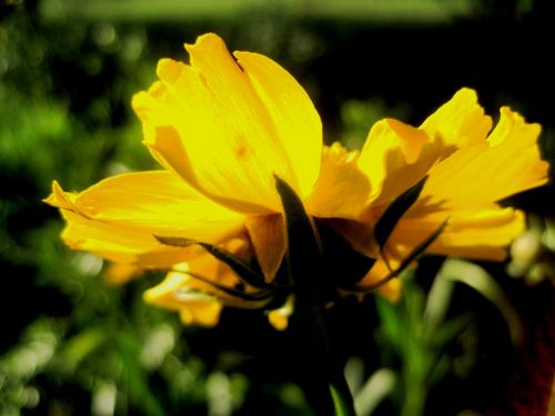 daisy flower bloom