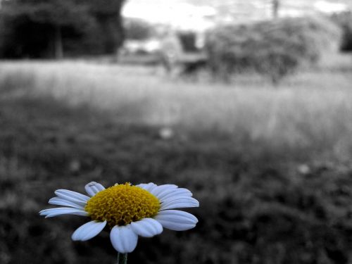 daisy flower selective color
