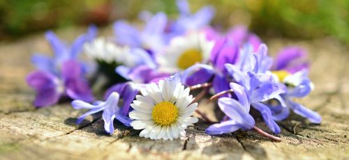 daisy flowers spring