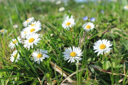 daisy meadow flowers