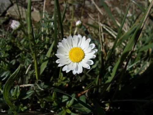 daisy flower nature