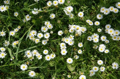 daisy meadow flower meadow