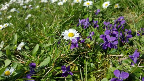 daisy daisies spring