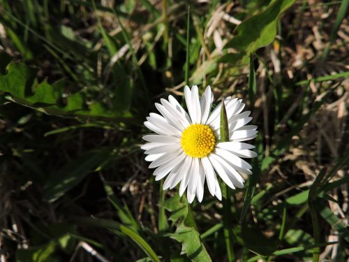 daisy meadow nature