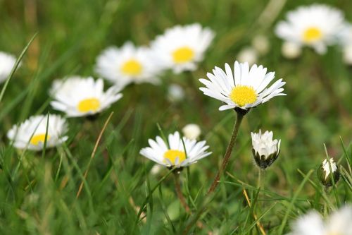 daisy meadow flower