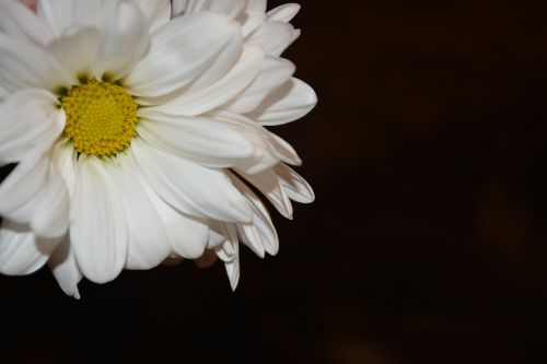 daisy floral plant