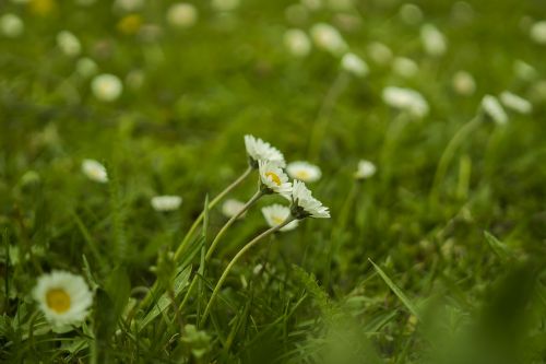 daisy meadow green