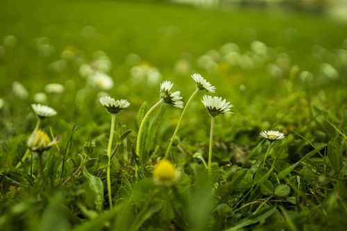 daisy meadow green