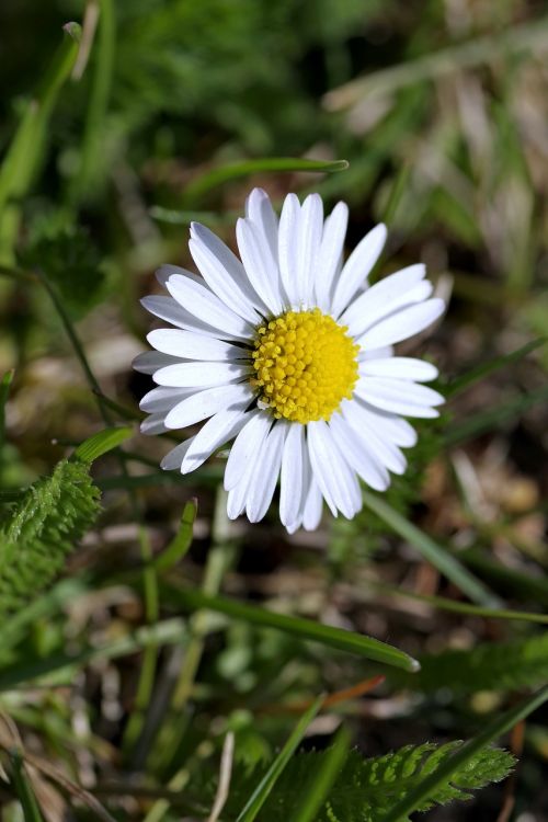daisy single flower