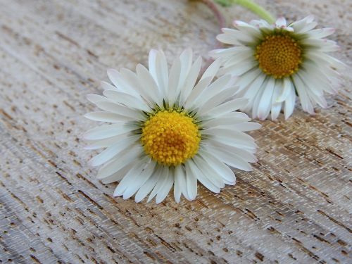 daisy flowers nature