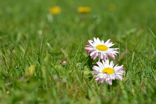 daisy daisies grass