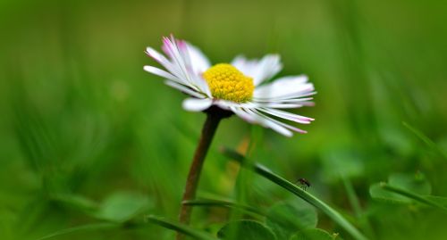 daisy grass flower