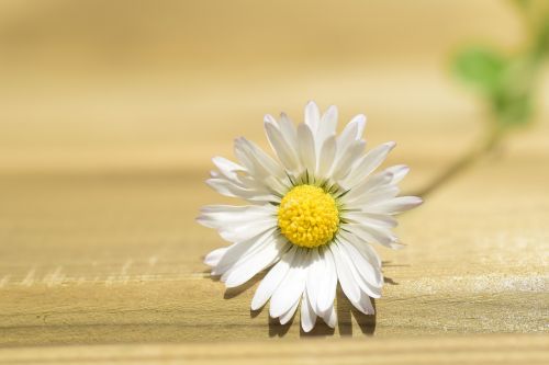 daisy lonely nature