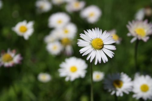 daisy flower spring