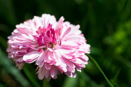 daisy spring pink flower