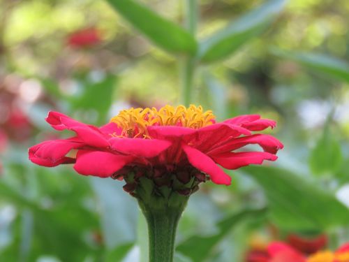 daisy flower nature