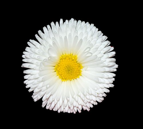 daisy white garden