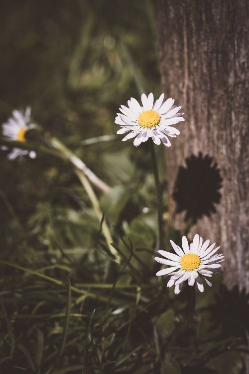 daisy wildflowers flower