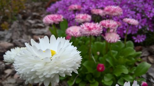 daisy white spring