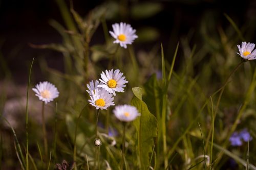 daisy pointed flower meadow