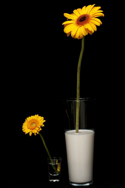 daisy milk yellow