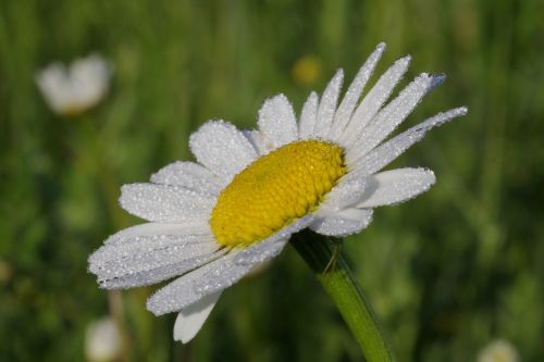 daisy flower macro