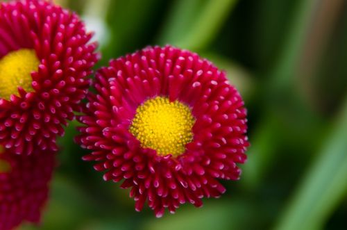 daisy tausendschön plant