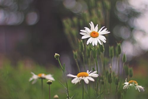 daisy flower garden