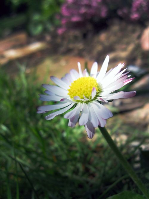 daisy marguerite flower