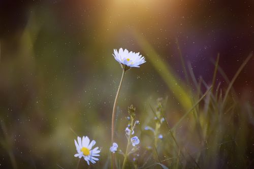 daisy pointed flower flower