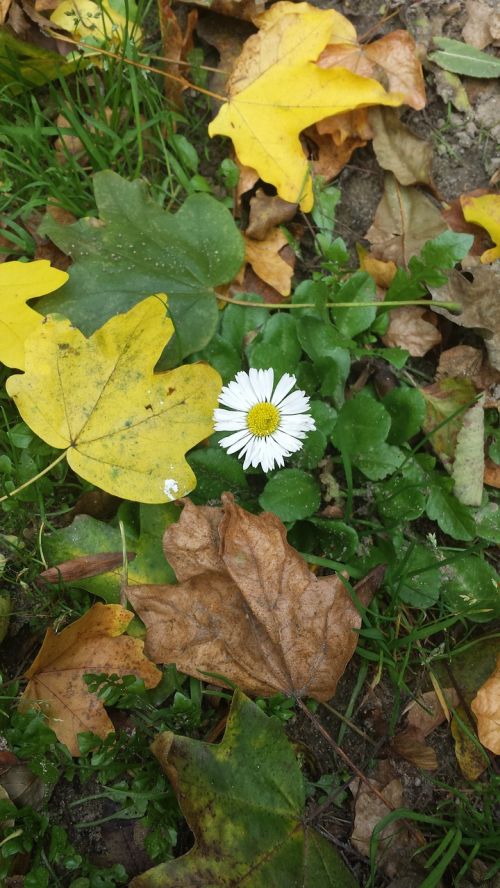 daisy leaves nature